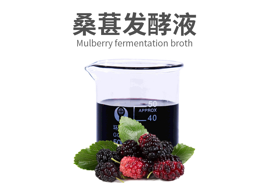 桑葚发酵液原料